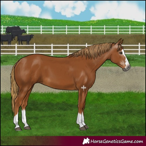 Horse Color:Gray Chestnut Splash 