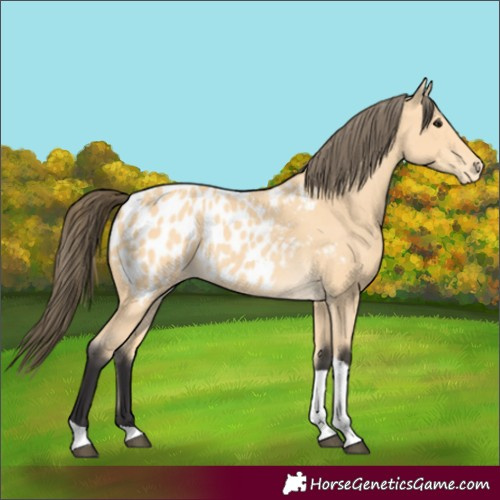 Horse Color:Buckskin Tobiano Appaloosa 