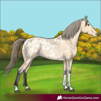 Horse Color:Buckskin Tobiano Blanket 