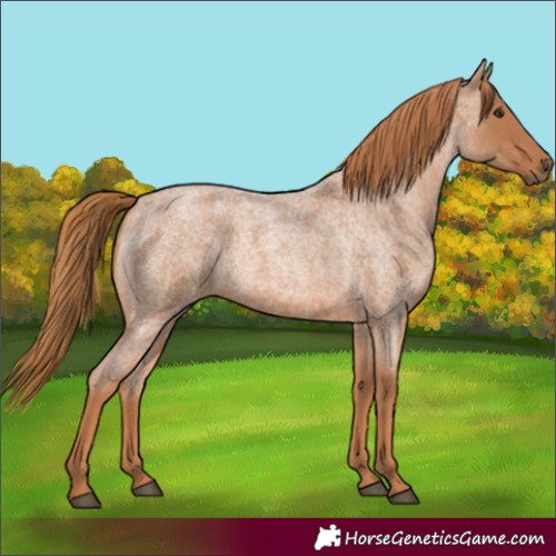 Horse Color:Red Roan 