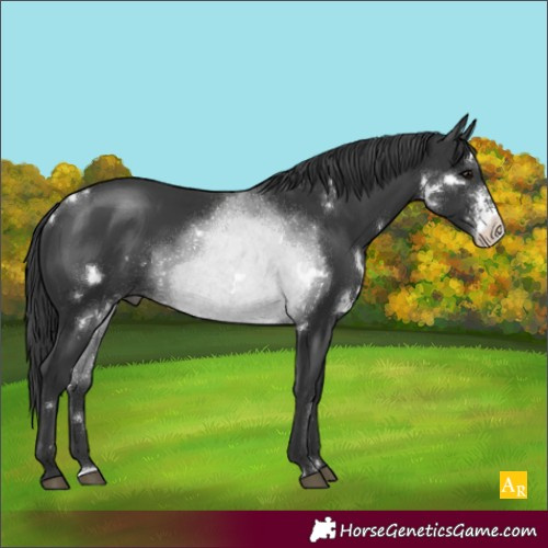 Horse Color:White Spotted Black Sabino 