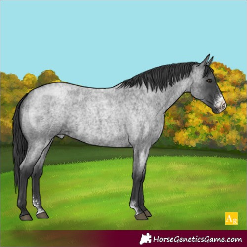 Horse Color:Blue Roan Sabino