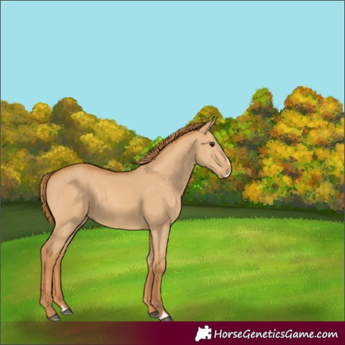 Horse Color:Red Dun Splash 