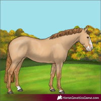 Horse Color:Red Dun Splash 