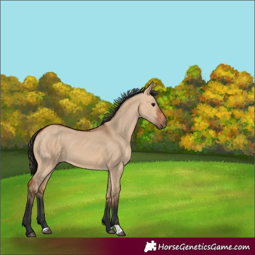 Horse Color:Bay Dun 