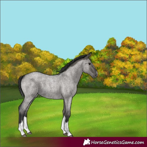 Horse Color:Grullo Roan Splash 