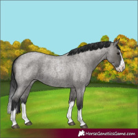 Horse Color:Grullo Roan Splash 