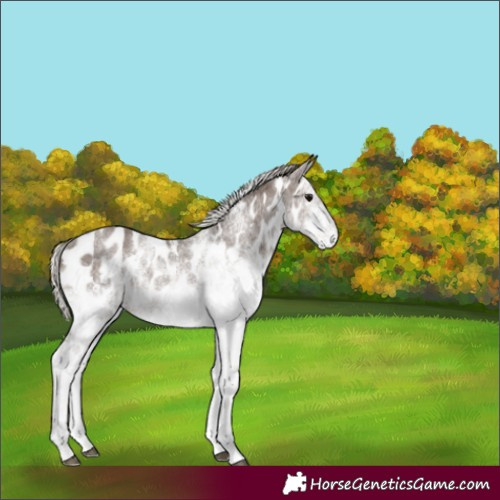 Horse Color:White Spotted Silver Black Appaloosa Rabicano 