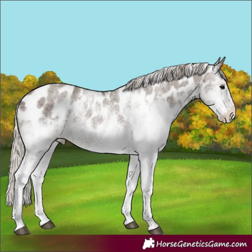 Horse Color:White Spotted Silver Black Appaloosa Rabicano