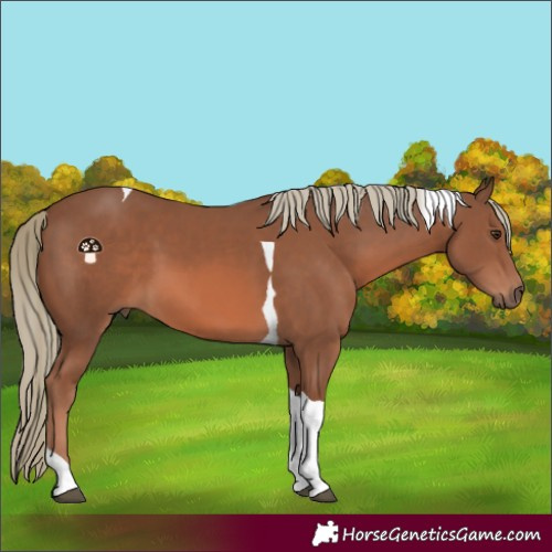 Horse Color:Chestnut Mushroom Tobiano 