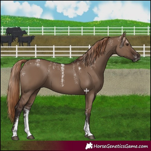 Horse Color:Powder White Liver Red Dun 