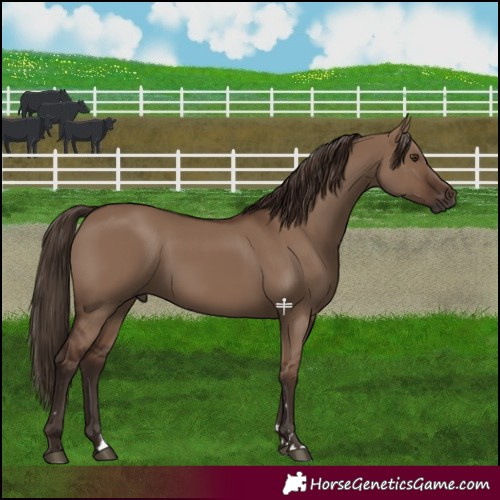 Horse Color:Liver Red Dun 