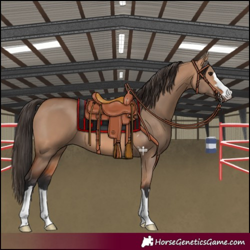 Horse Color:Bay Dun 