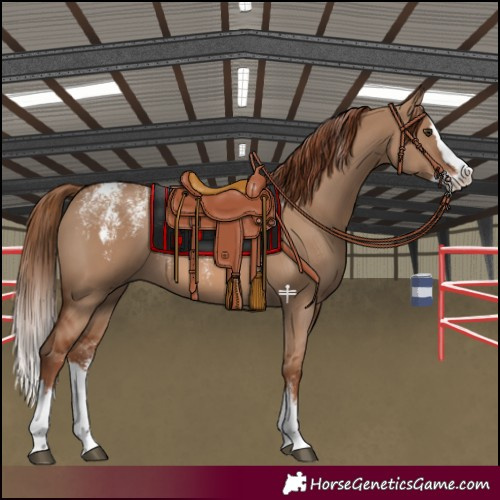 Horse Color:Powder White Red Dun Splash