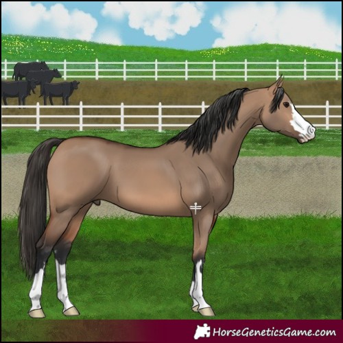 Horse Color:Bay Dun