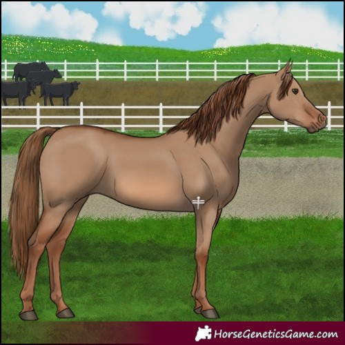 Horse Color:Red Dun 