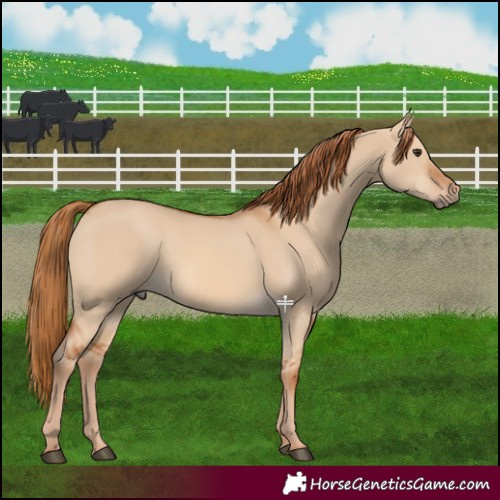 Horse Color:Red Dun