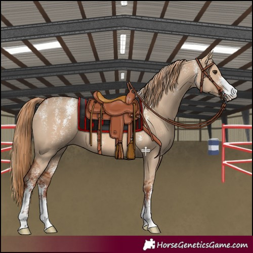 Horse Color:Powder White Red Dun
