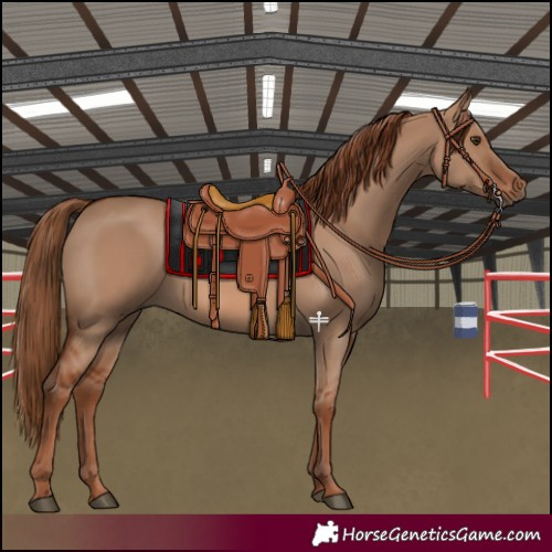 Horse Color:Red Dun 