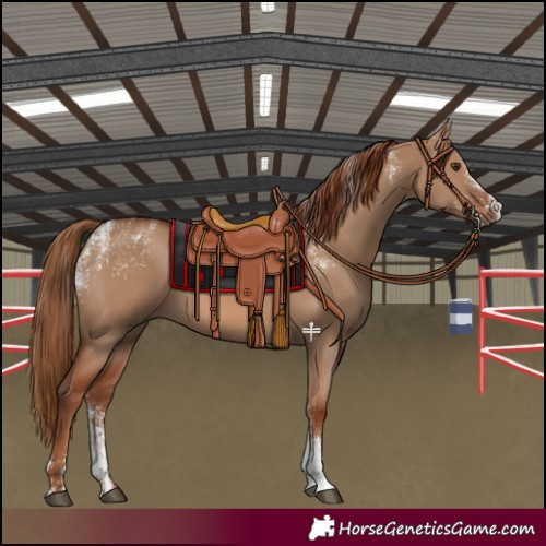 Horse Color:Powder White Red Dun