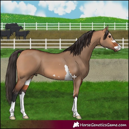 Horse Color:Bay Dun