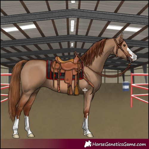 Horse Color:Red Dun