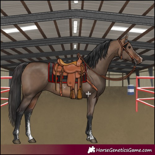 Horse Color:Powder White Bay Dun 