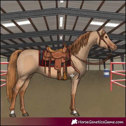 Horse Color:Red Dun