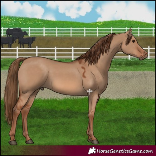 Horse Color:Red Dun