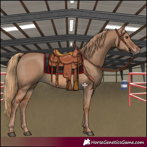 Horse Color:Red Dun 