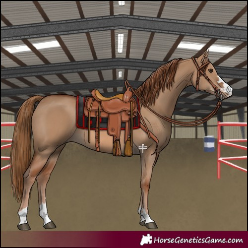 Horse Color:Red Dun 