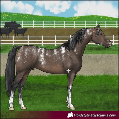 Horse Color:Powder White Brown Dun 
