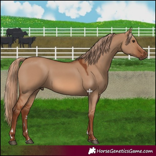 Horse Color:Red Dun 