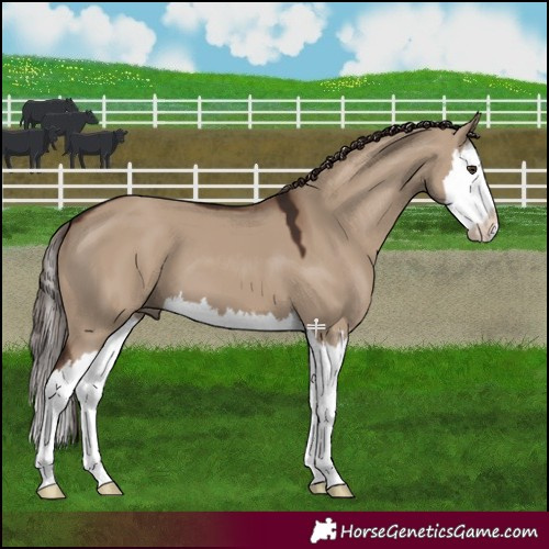 Horse Color:Liver Red Dun Splash