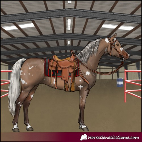 Horse Color:White Spotted Silver Brown Dun Rabicano 