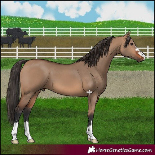 Horse Color:Bay Dun