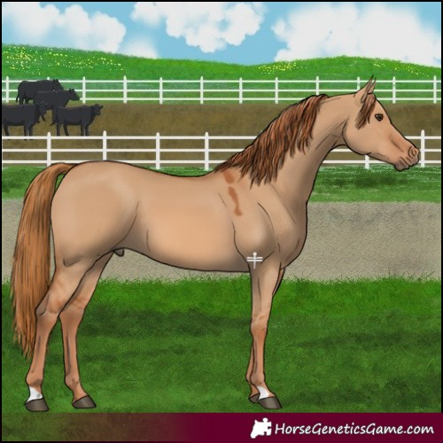 Horse Color:Red Dun