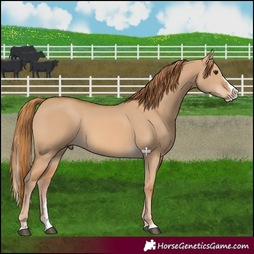 Horse Color:Red Dun Splash