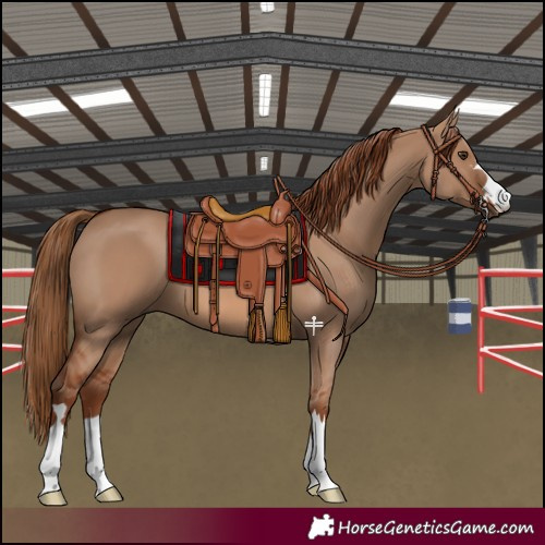 Horse Color:Red Dun 