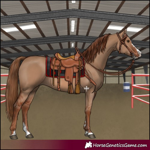 Horse Color:Red Dun Splash 
