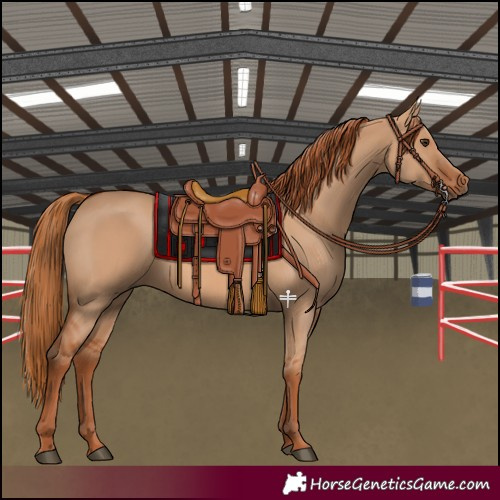 Horse Color:Red Dun 