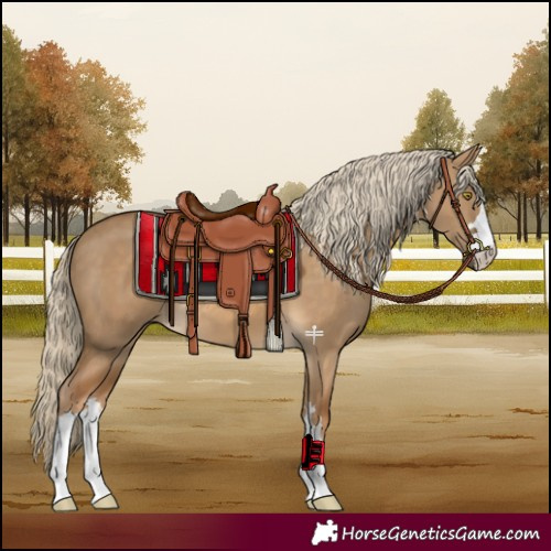 Horse Color:Chocolate Palomino Dun 