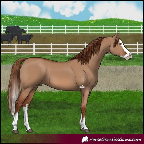 Horse Color:Red Dun Splash