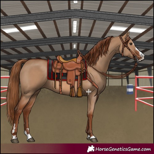 Horse Color:Red Dun Splash