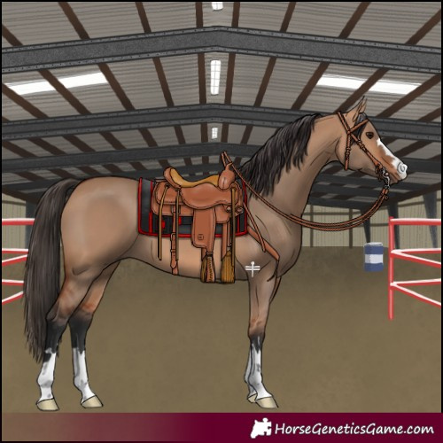 Horse Color:Bay Dun 
