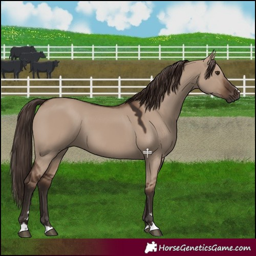 Horse Color:Liver Red Dun 