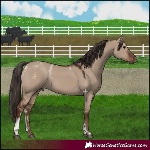 Horse Color:Powder White Liver Red Dun