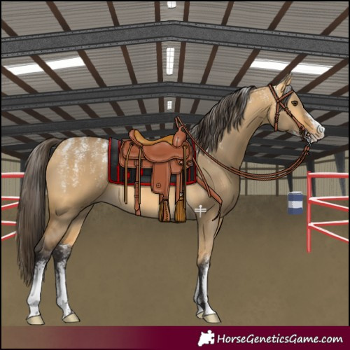 Horse Color:Powder White Buckskin Dun