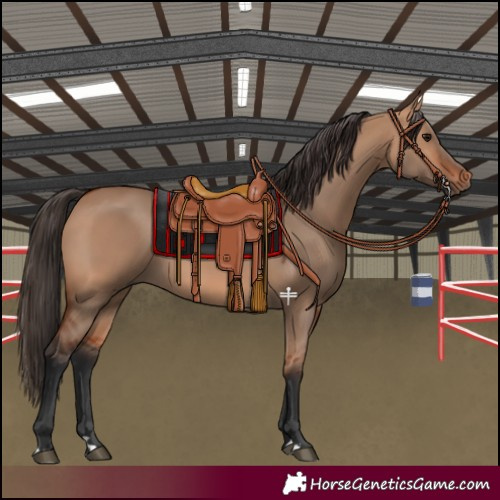 Horse Color:Bay Dun 