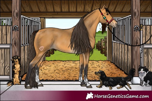 Horse Color:Buckskin Sabino